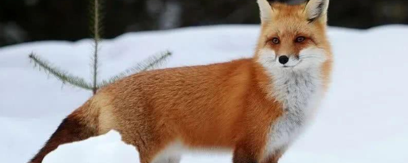 红狐是一种什么样的生物（龙狐是什么生物）