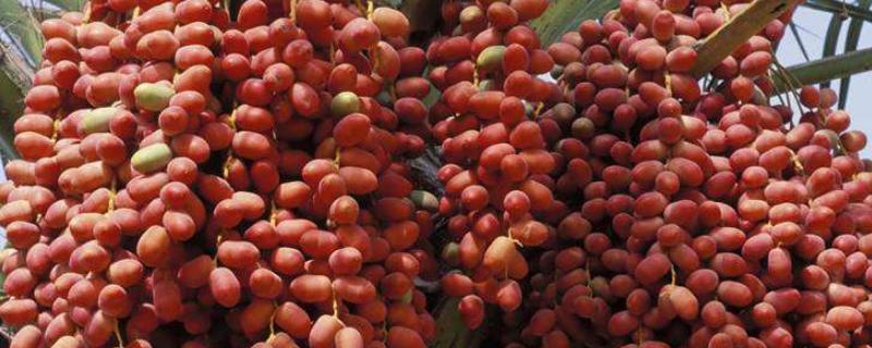 椰枣种植方法，种植后怎么管理 椰枣生长环境和条件长