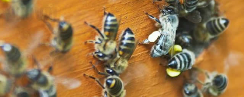 高加索蜜蜂，详细介绍（高加索蜂王图片）