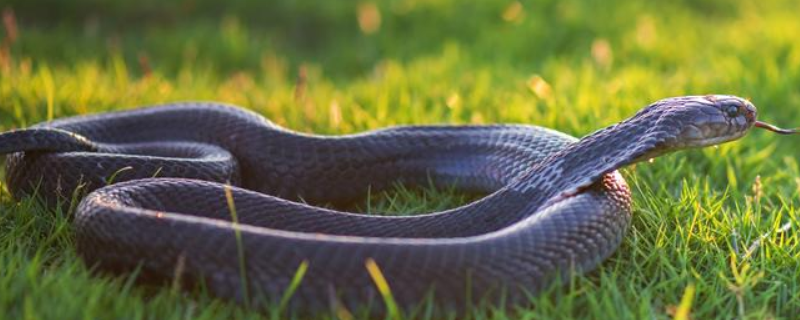蛇的繁殖方法，蛇有哪些种类 蛇的繁殖特点