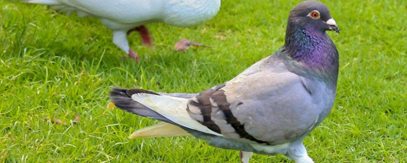 鸽子的繁殖方式，这三个时期很关键 鸽子的繁殖方式是什么