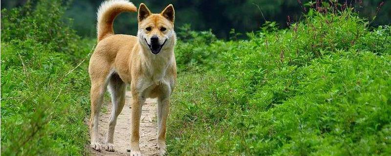 日本秋田犬多少钱，附秋田和柴犬的区别