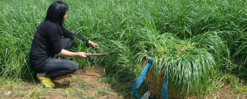 牧草种植技术，种植前的土壤处理 牧草对土壤的要求