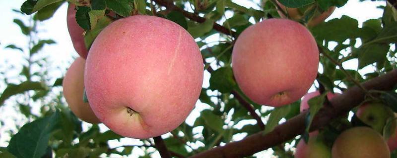 苹果树什么品种好 苹果树什么品种好?