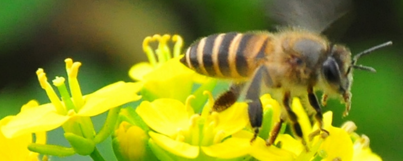 蜜蜂副伤寒病 蜜蜂副伤寒病怎么治