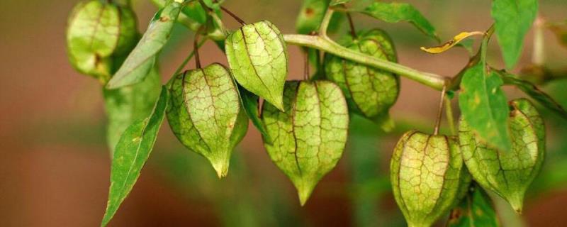 灯笼果种植技术，种植灯笼果后期怎么管理