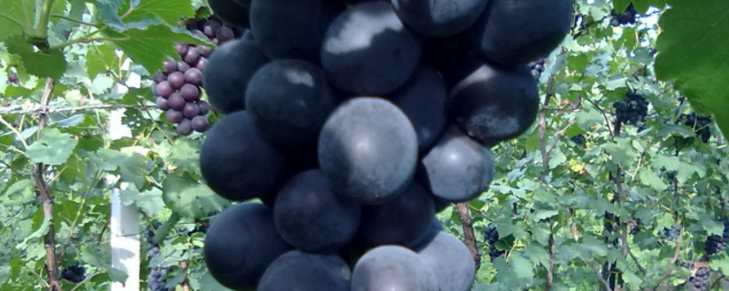 巨峰葡萄高产栽培技术，附主要性状 巨峰葡萄种植技术与管理