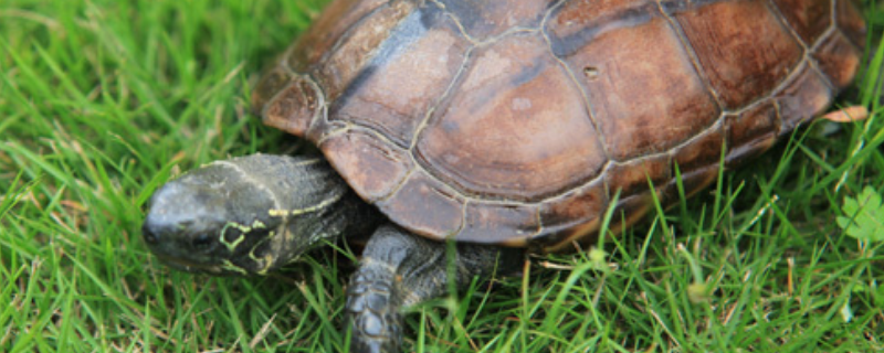 中华草龟一般在什么时候产蛋，中华草龟如何产蛋