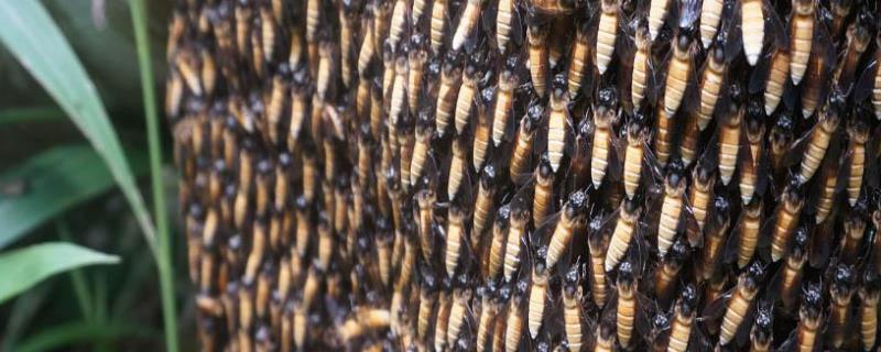 人工分蜂，附分蜂条件（春季怎样进行人工分蜂）