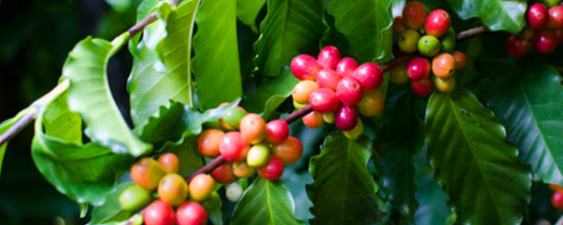 咖啡树结果需要几年，附种植条件要求