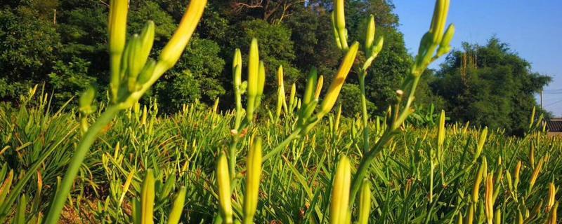 金针菜又叫什么，附其种植时间（金针菜是蔬菜吗）