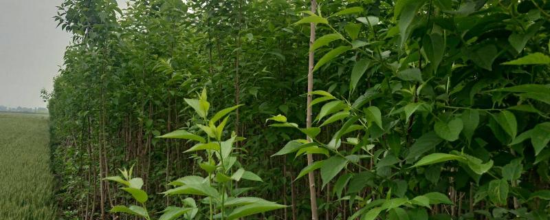 杜仲树怎么种，附种植步骤（杜仲树怎样栽培繁殖）