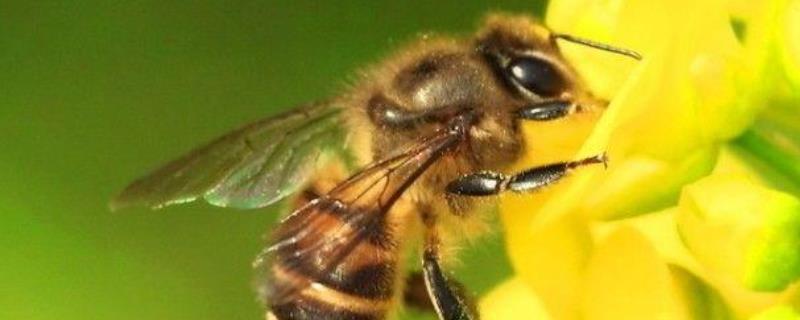 冬天蜜蜂还采花酿蜜吗 蜜蜂采蜜是为了过冬吗