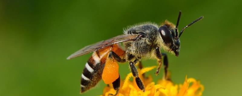 养蜜蜂的风险有哪些 养蜜蜂的风险有哪些问题