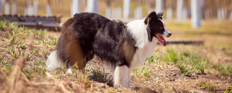 边境牧羊犬能看家吗 边境牧羊犬能看家吗视频