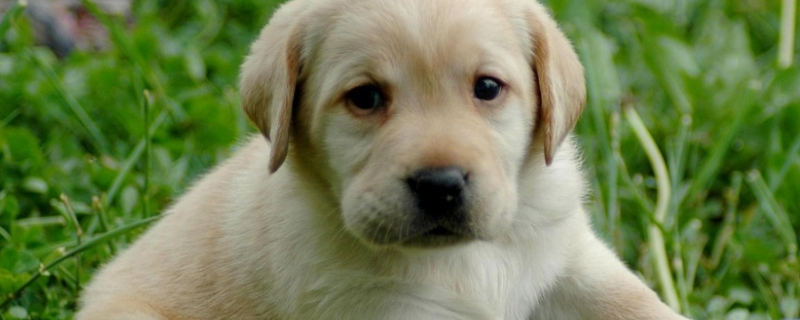 拉布拉多犬什么颜色贵 拉布拉多犬有多少种颜色?哪种最贵?