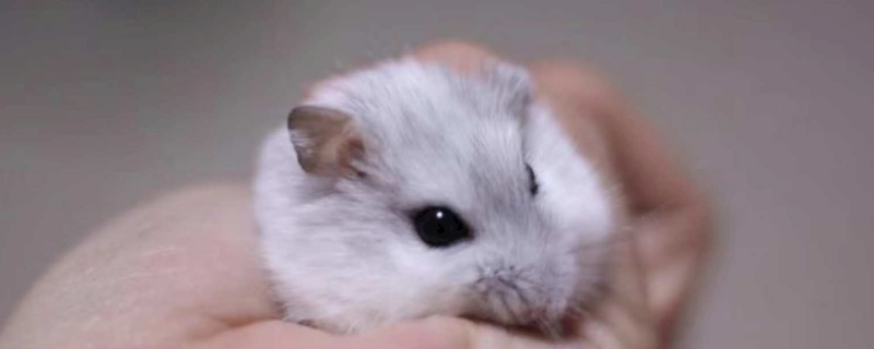 银狐仓鼠寿命多长 银狐仓鼠寿命长吗