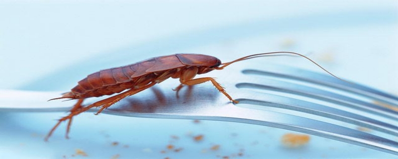 蟑螂为什么叫小强 蟑螂为什么叫小强?