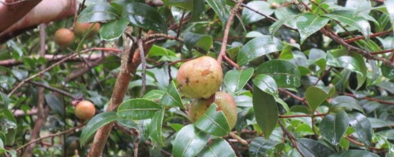 茶油，附生长条件及茶油产业 油茶生长环境条件