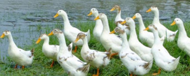 养鸭成本组成和控制，需及时出栏（养种鸭的饲养与管理）