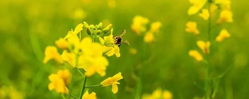 油菜花什么时候开花，附地理分布 油菜花主要分布在什么地区