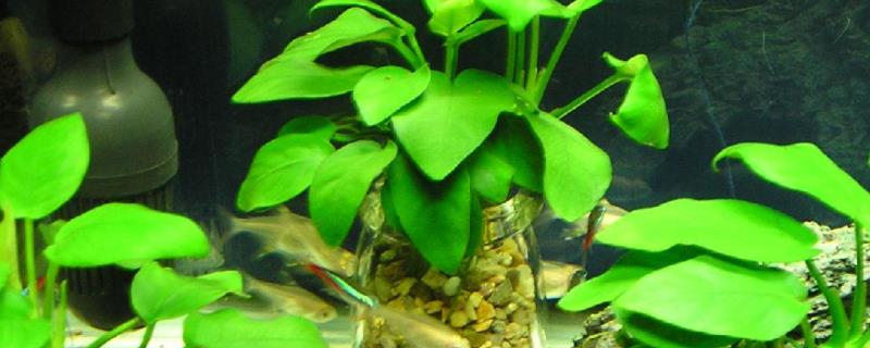 小鱼缸养什么水草 小鱼缸养什么水草不用二氧化碳和肥料能养好