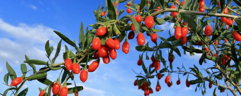 枸杞种子价格及种植方法，附播种方法