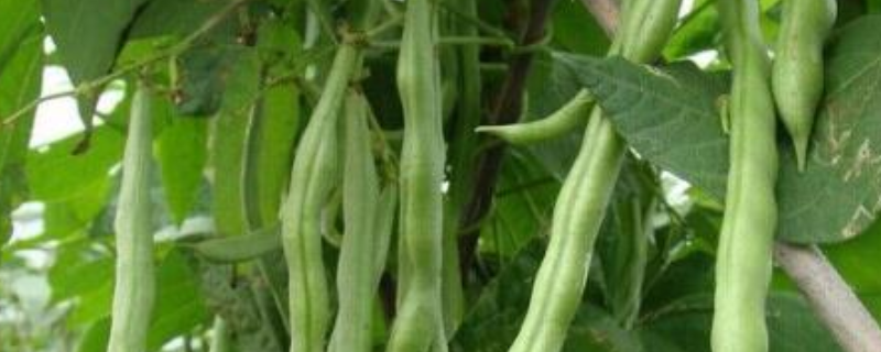 四季豆的种植条件，有以下五个方面 四季豆的种植条件,有以下五个方面的特点