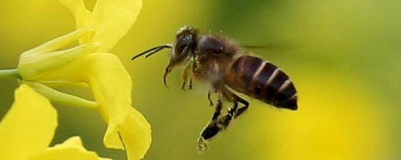 蜜蜂的特点有哪些，详细介绍 蜜蜂有哪五种特点