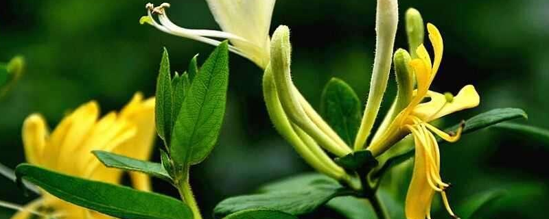 金银花白粉病怎么办（金银花白粉病用多菌灵）