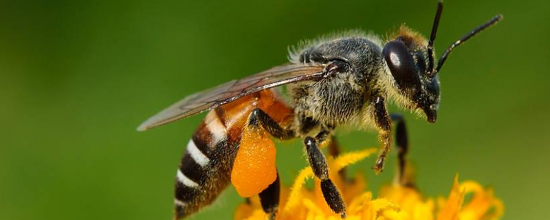 蜜蜂养殖的关键性技术，有这几方面（蜜蜂养殖技术要点）