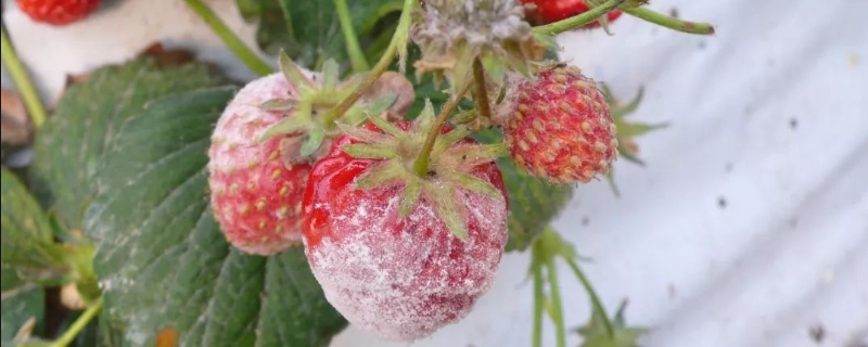 草莓白粉病怎么治，附白粉病症状 草莓白粉病怎么办