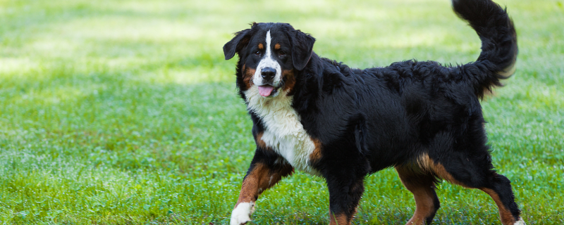 伯恩山犬的智商多高 伯恩山犬聪明吗