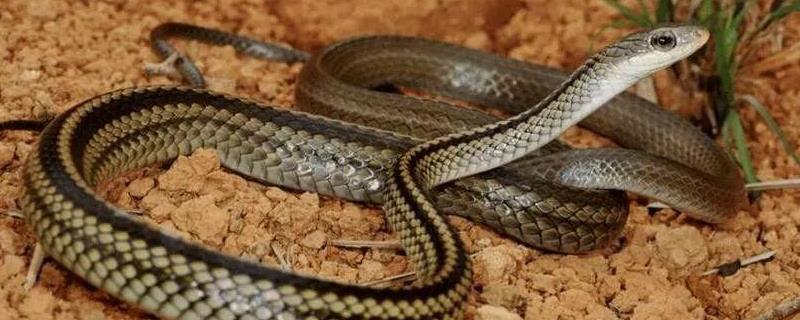 乌梢蛇繁殖技术，乌梢蛇种蛇的选择 乌梢蛇种苗