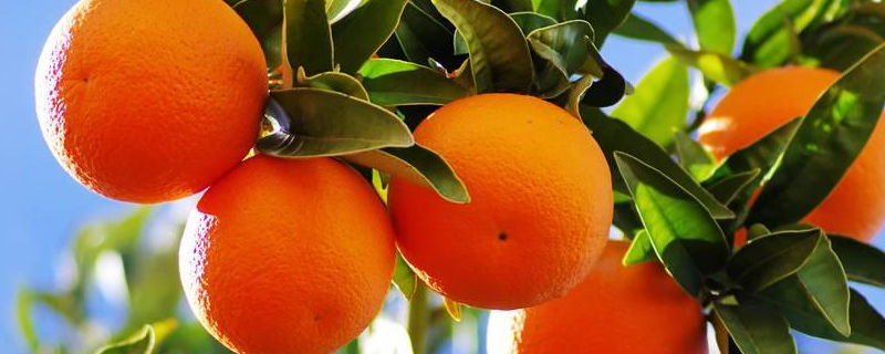橘子和橙子的区别，详细介绍（橘子与橙子有何区别）