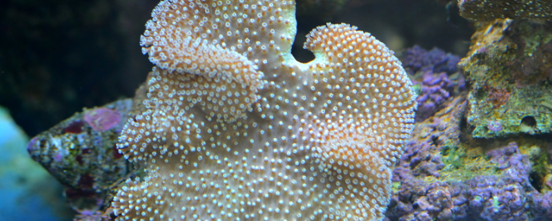 珊瑚虫是什么东西 珊瑚虫是什么东西做的