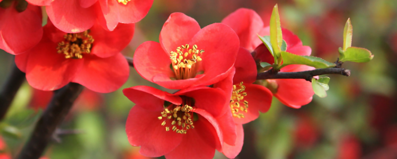 海棠花什么时候开花（蝴蝶海棠花什么时候开花）