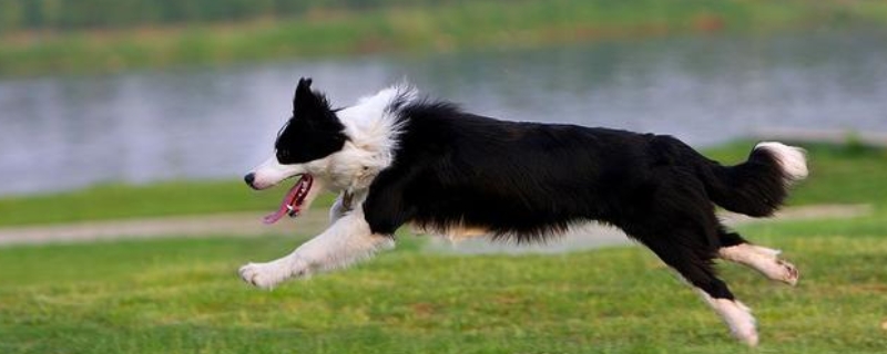 边境牧羊犬吃什么狗粮（边境牧羊犬吃什么狗粮最健康）