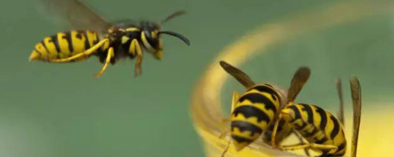 胡蜂和蜜蜂的的区别，详细如下（蜂和蜜蜂有什么区别）