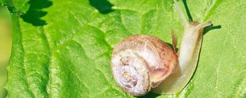 蜗牛是益虫还是害虫，有哪些价值（蜗牛是益虫还是害虫呢?）