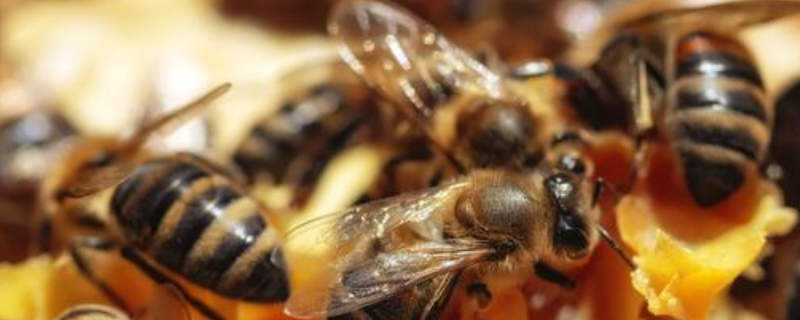 蜜蜂的初步认识，详细如下 3.你还知道关于蜜蜂的哪些知识?写下来与大家分享