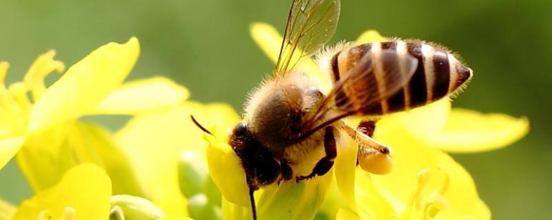 如何寻找野生蜜蜂窝，附追踪工蜂的方法