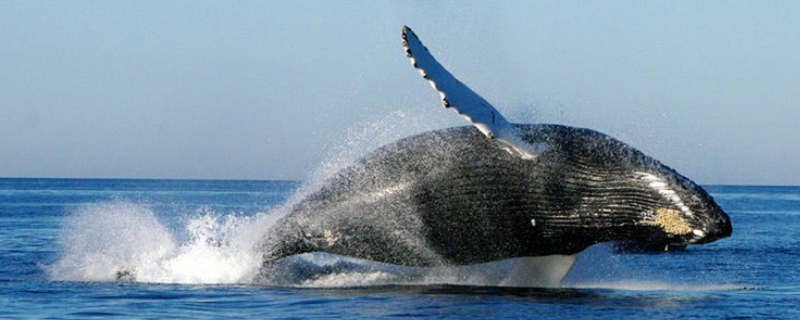 鲸鱼的祖先是什么动物 鲸鱼的祖先是什么样子的