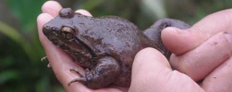 野生石蛙多少钱一斤