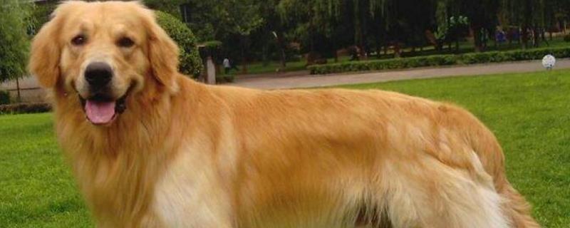 金毛犬有几种颜色 金毛犬颜色有几种类型