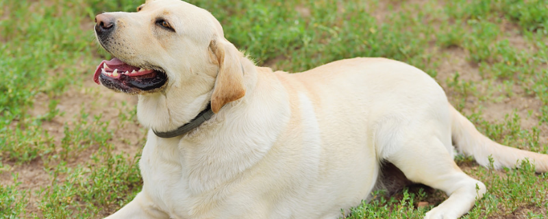 拉布拉多犬怎么看纯不纯（拉布拉多犬怎么看纯不纯种）