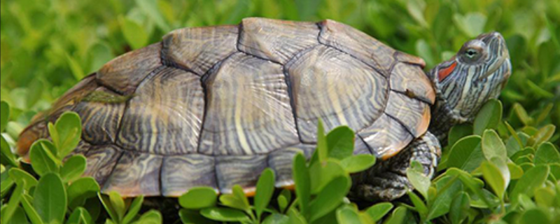 乌龟真的有灵性吗（乌龟真的有灵性吗为什么）