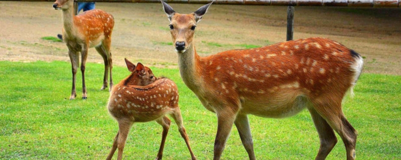 梅花鹿是保护动物吗 长白山梅花鹿是保护动物吗