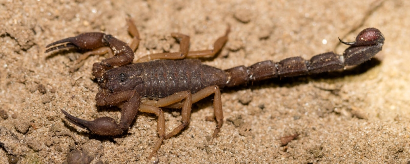 蝎子的生活习性，附养殖注意事项 养殖蝎子知识大全