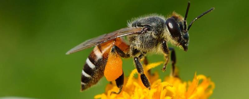 蜜蜂春繁起雄蜂怎么办 中蜂春繁起雄蜂是怎么回事